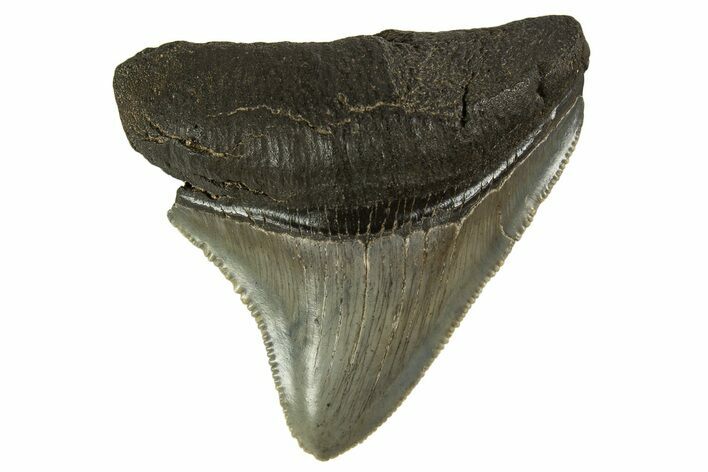 Serrated, Posterior Juvenile Megalodon Tooth - South Carolina #332102